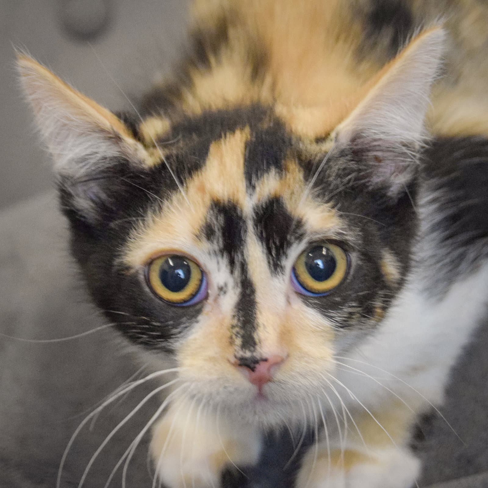 Twix - Calico