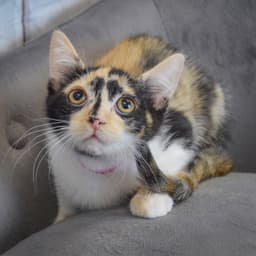 Twix image 2