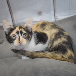 Twix image 3