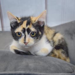 Twix image 4