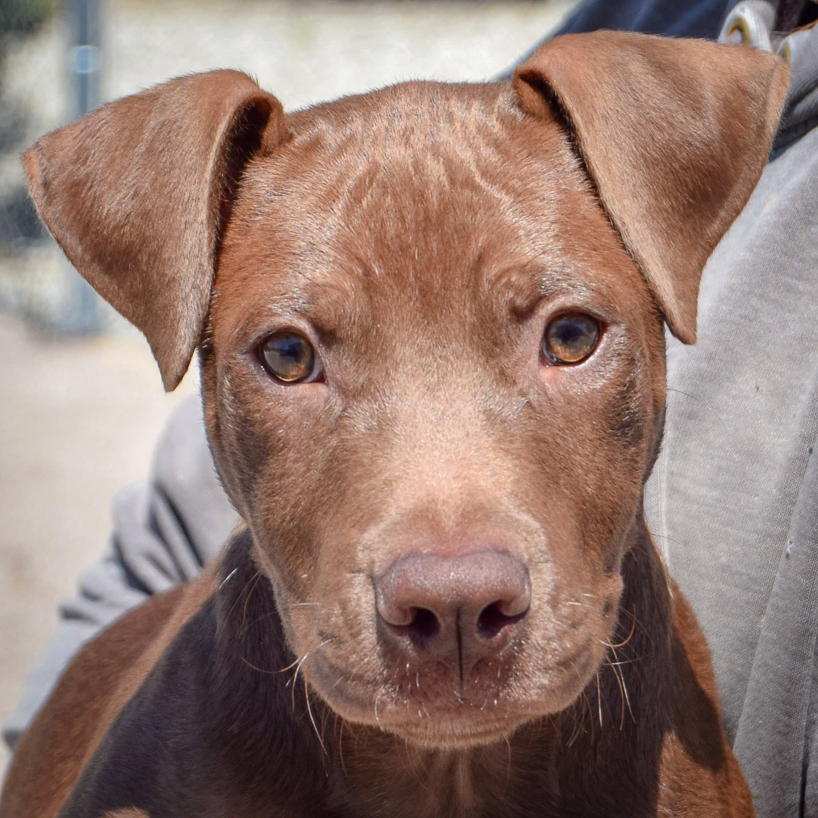 Chris - American Staffordshire Terrier