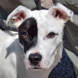 Buddy image 1