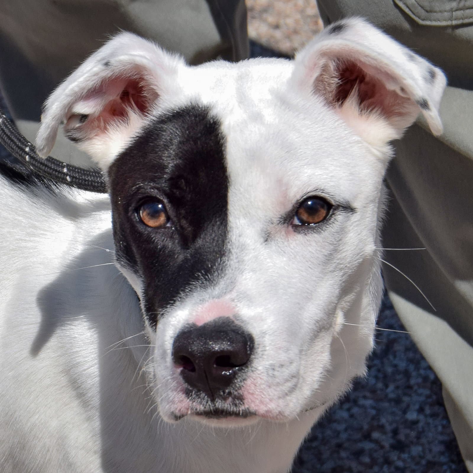 Buddy - Boxer