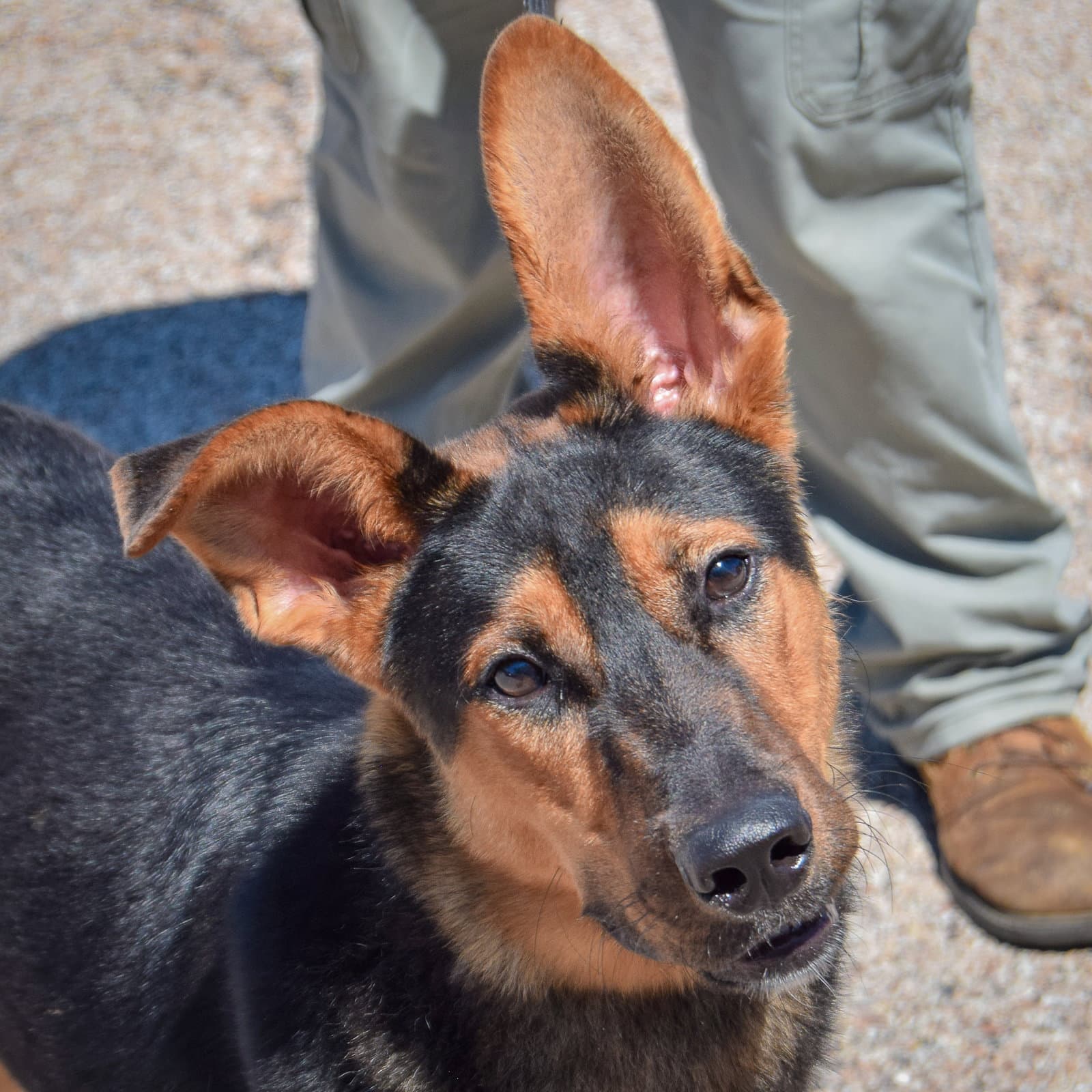 Dumbo - German Shepherd Dog