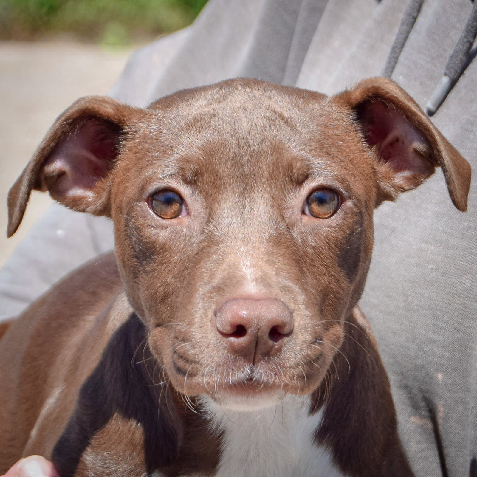 Queen - American Staffordshire Terrier