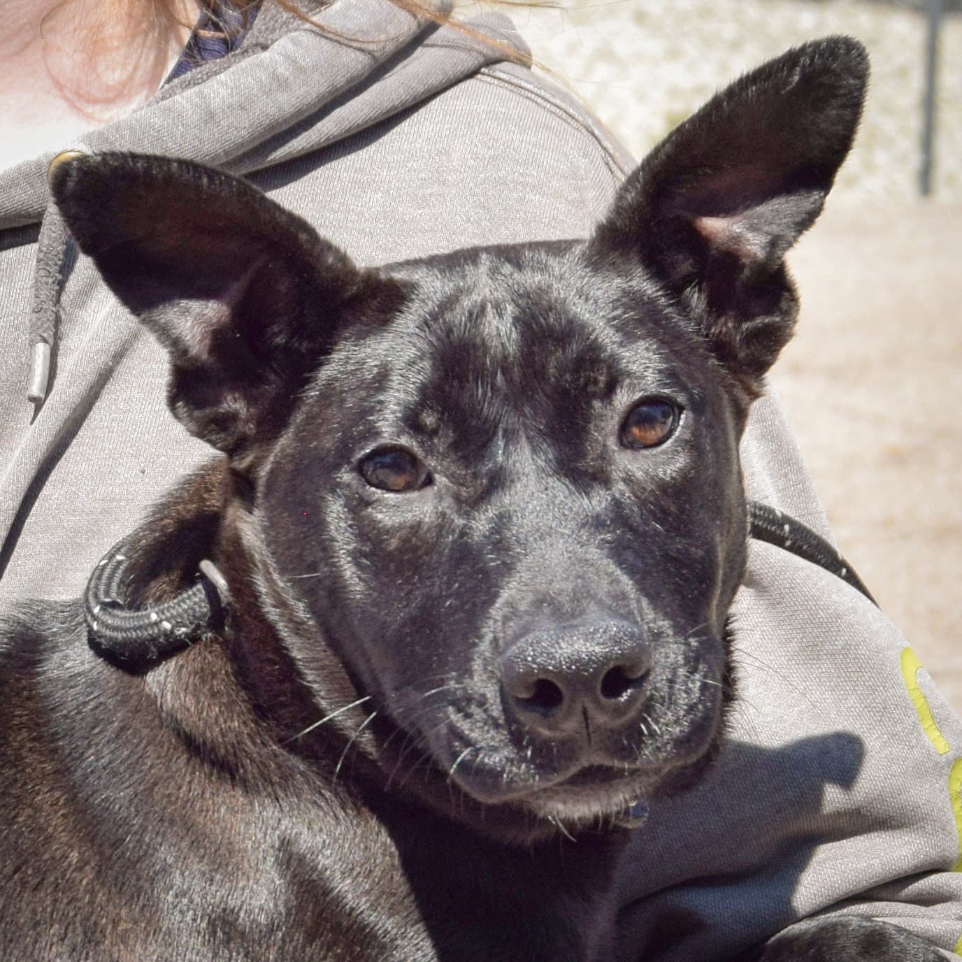 Whopper - Dutch Shepherd