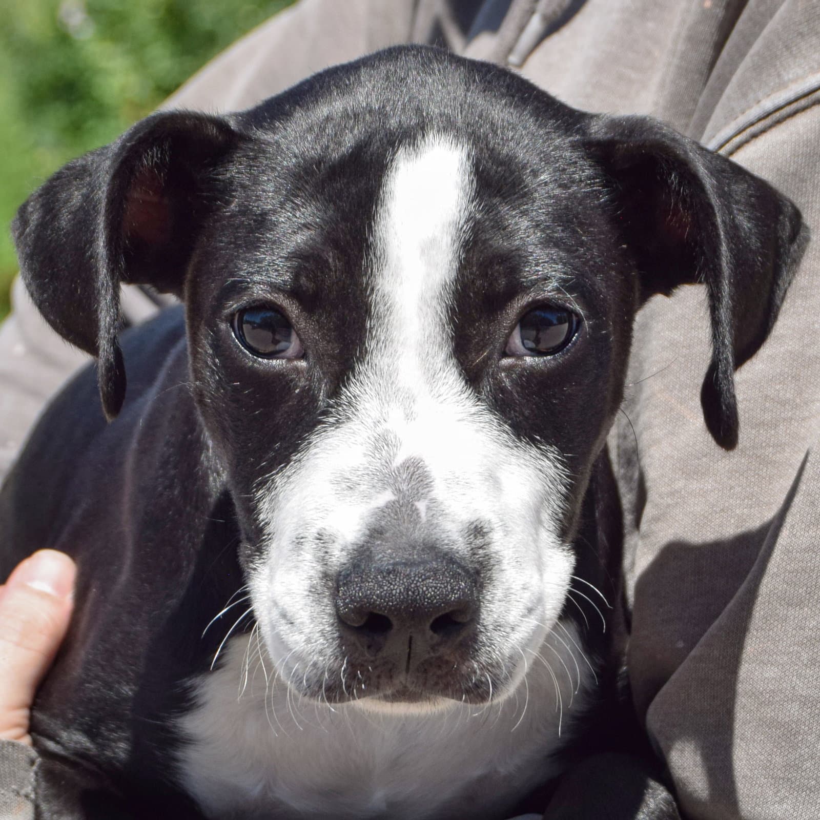 Mac - Black Labrador Retriever