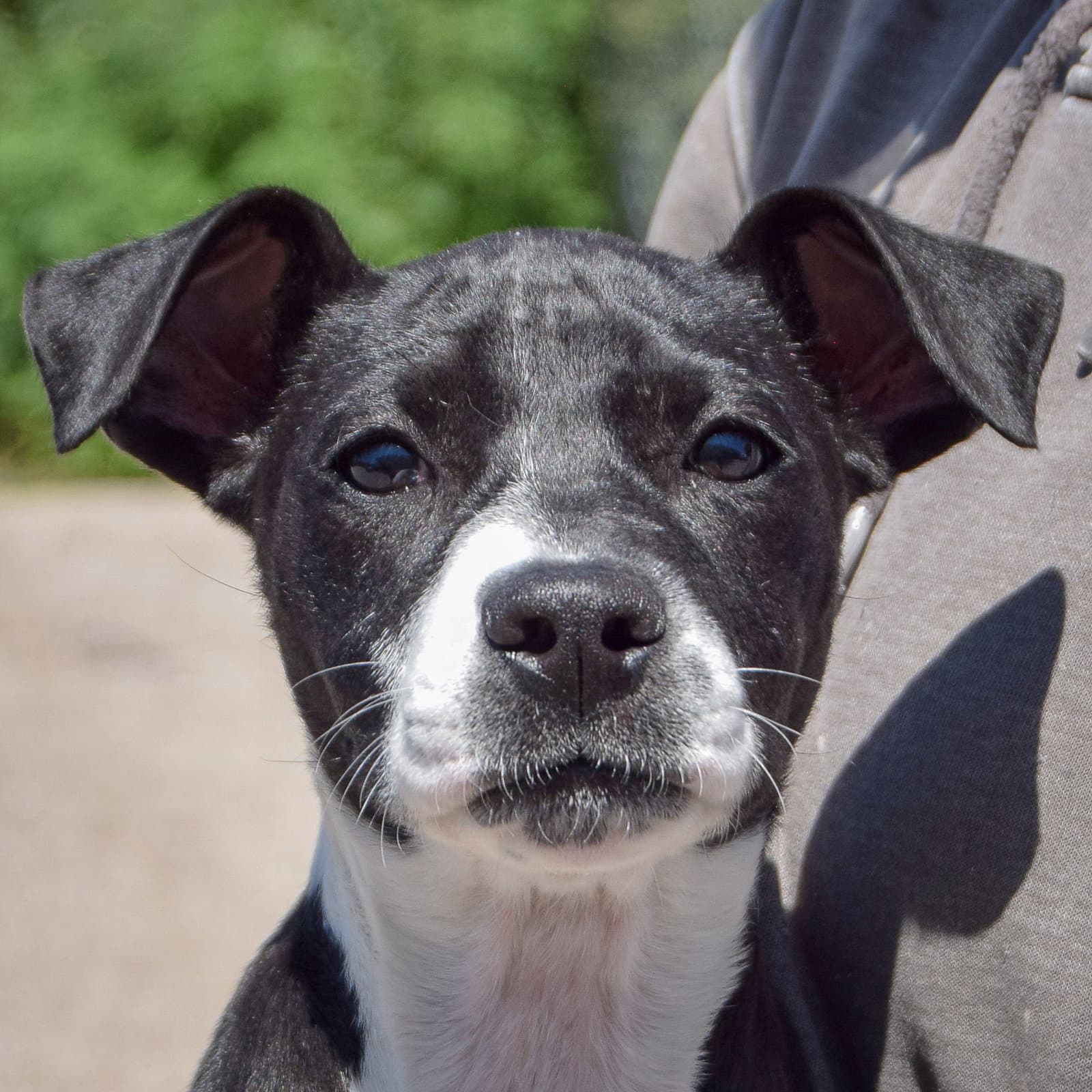 Nikki - Black Labrador Retriever