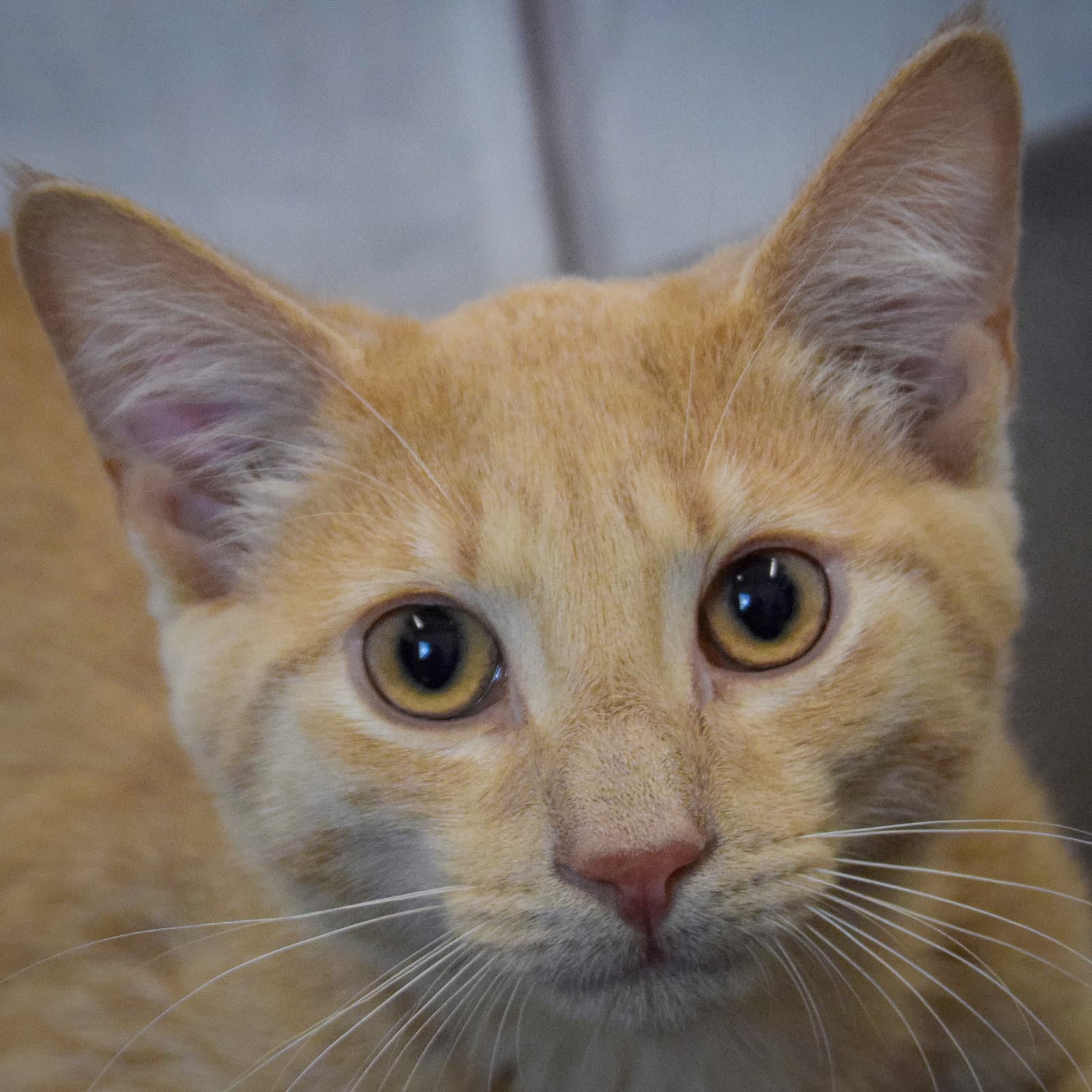 Peaches - Tabby