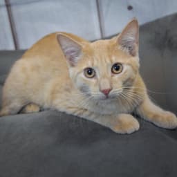 Peaches image 3