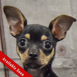 Sampson image 1