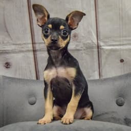 Sampson image 2