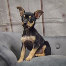 Sampson image 3