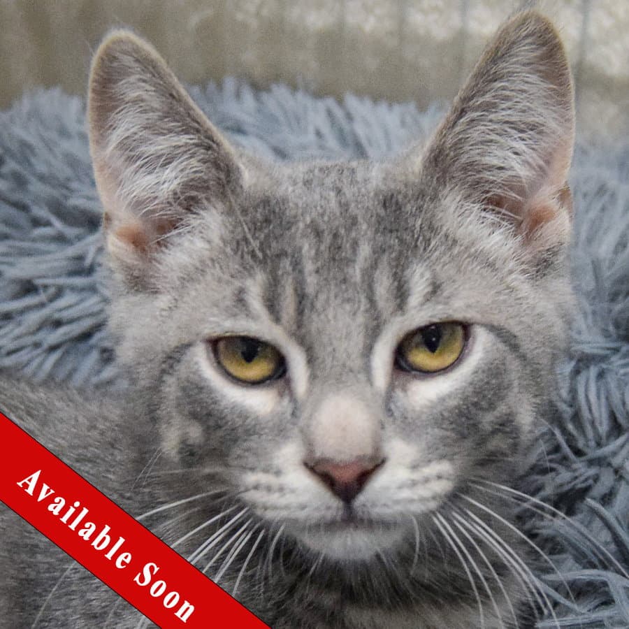 Turtle - Tabby