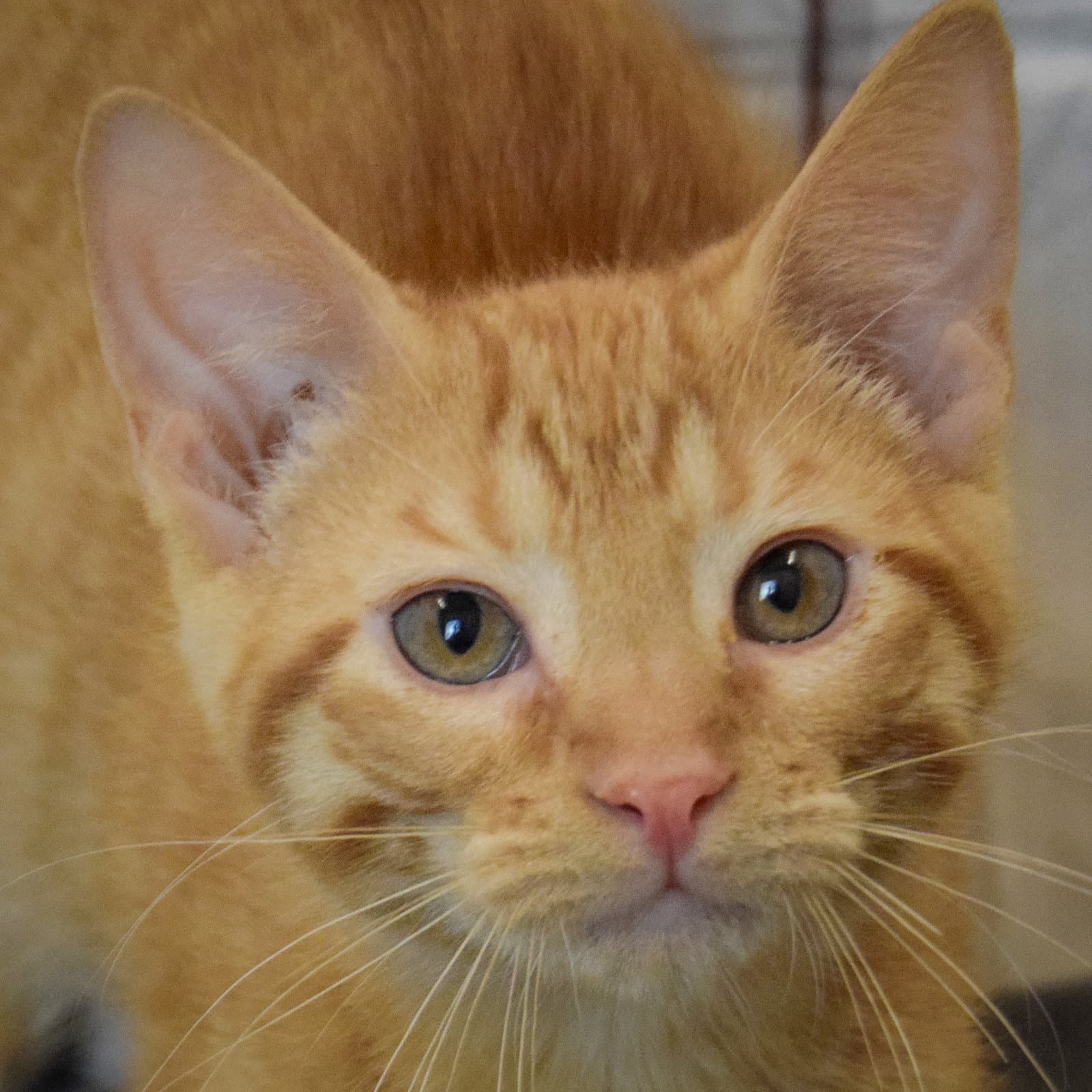 Cheetos - Tabby
