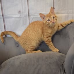 Cheetos image 4