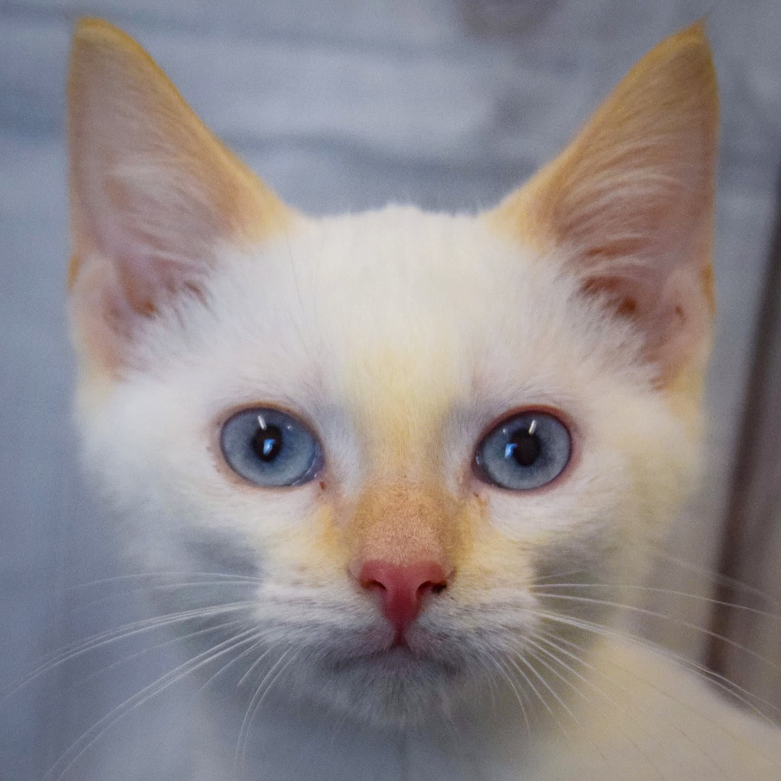 Doritos - Siamese