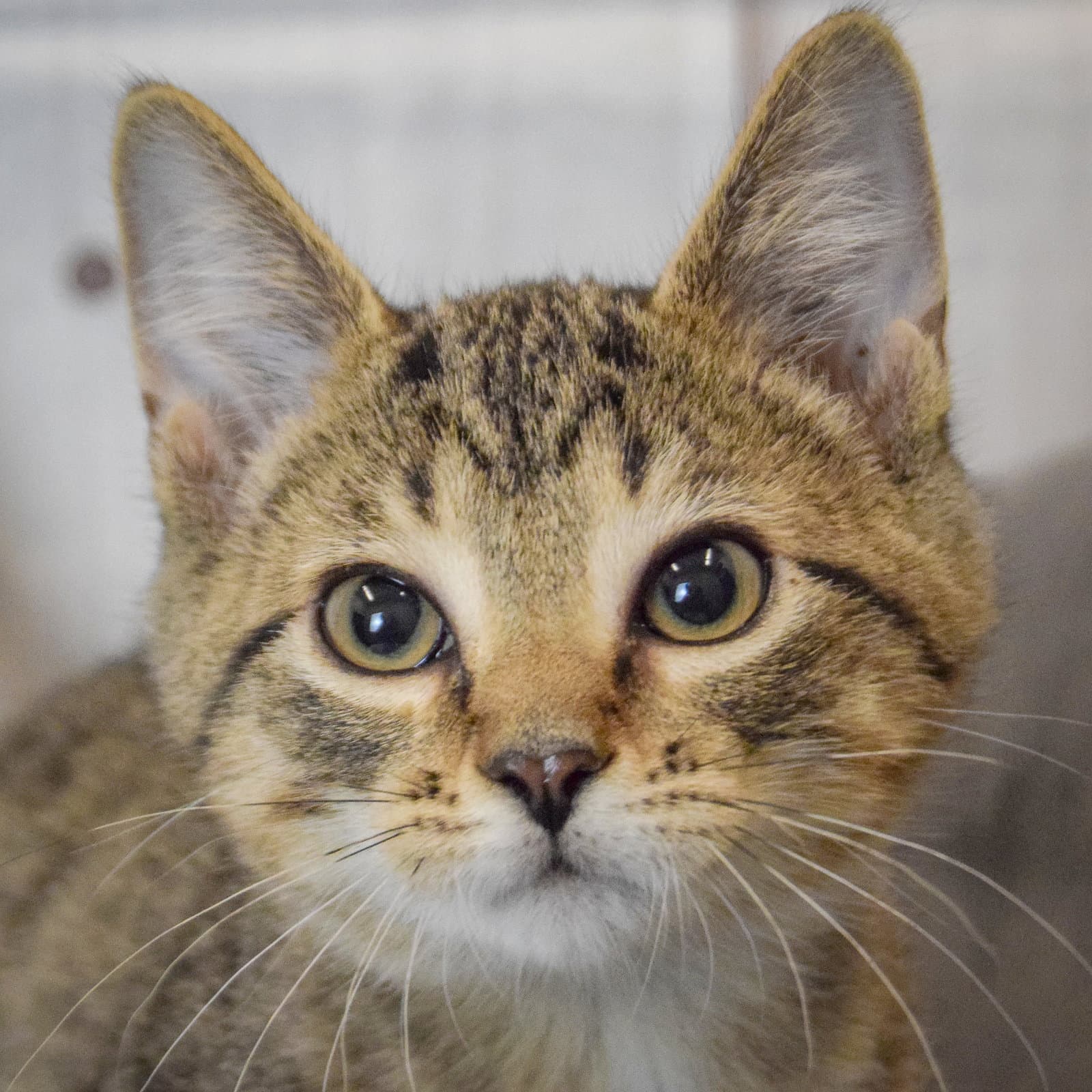 Ruffles - Tabby