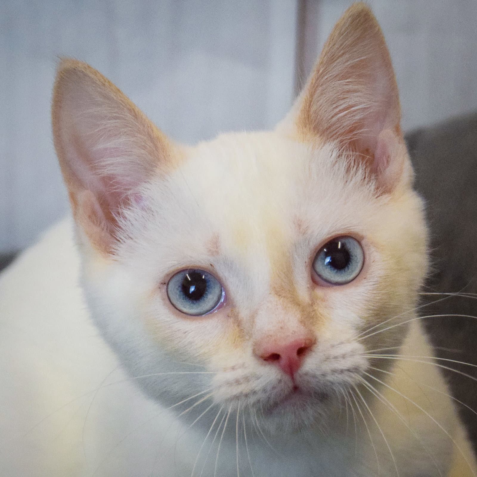 Tostitos - Siamese