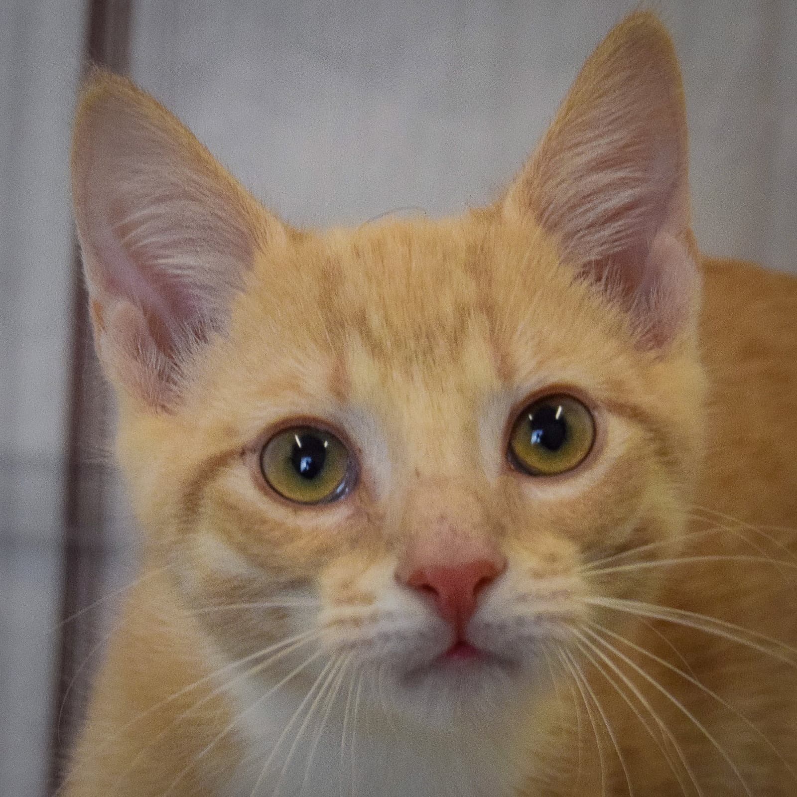 Fritos - Tabby