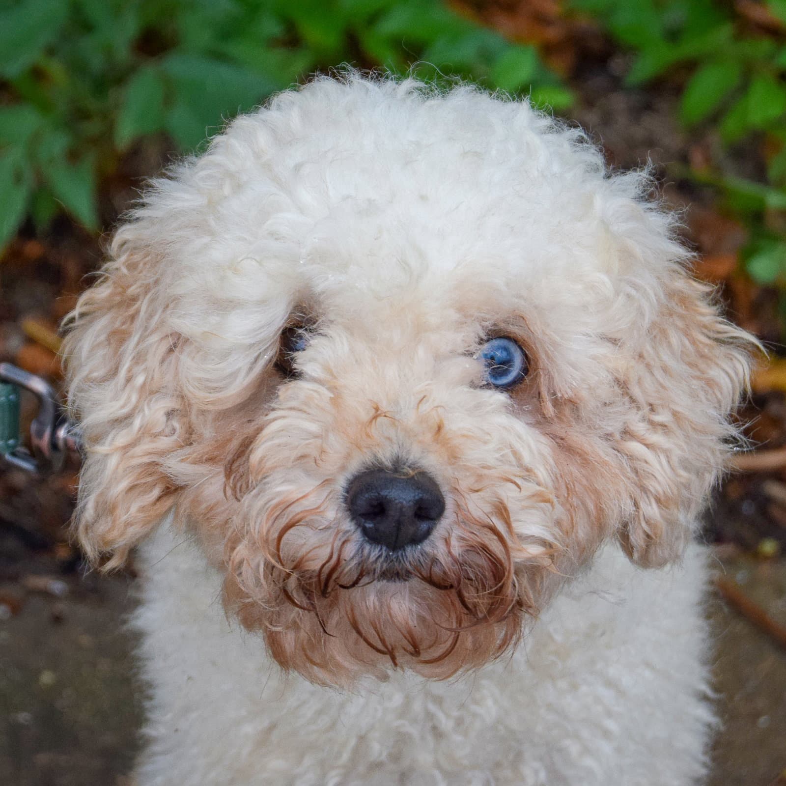 Annie - Poodle (unknown type)