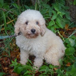 Annie image 2