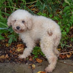Annie image 4
