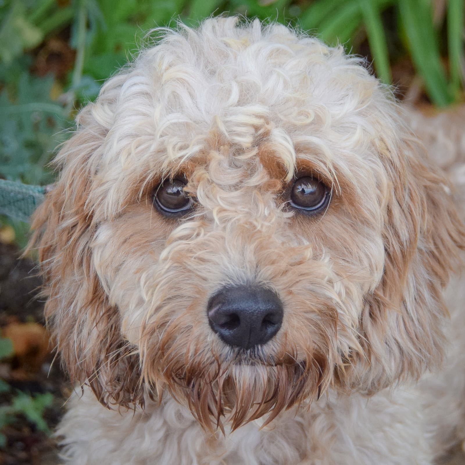 Baxter - Cavalier King Charles Spaniel