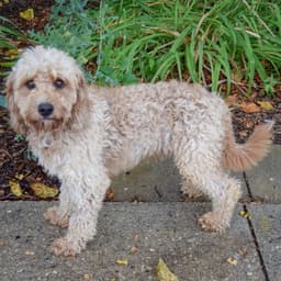 Baxter image 2