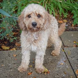 Baxter image 3