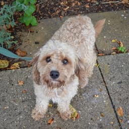 Baxter image 4