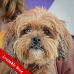 Benji image 1