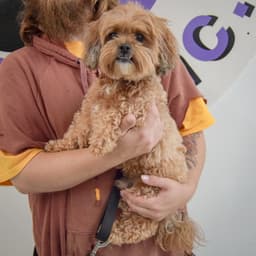 Benji image 2