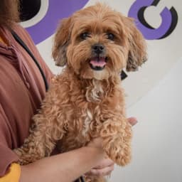 Benji image 3