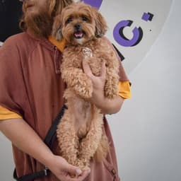 Benji image 4