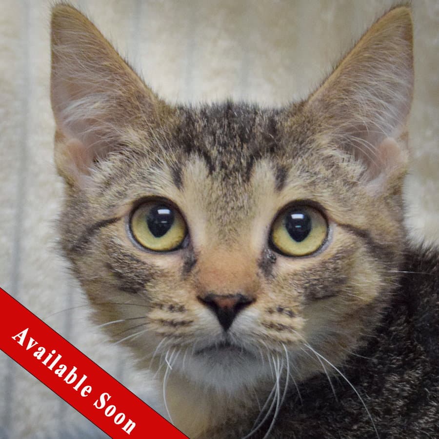 Hobbs - Tabby