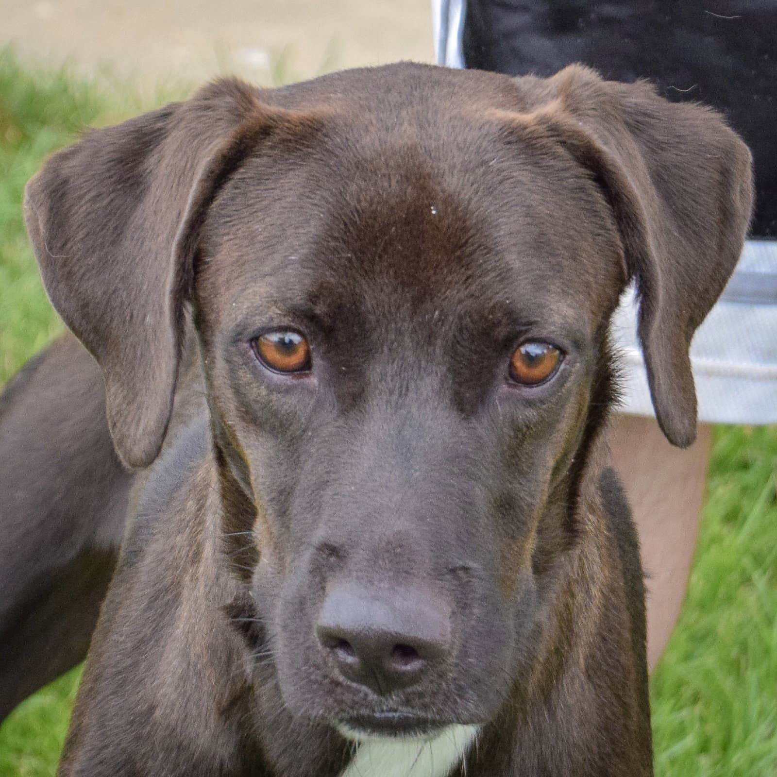 Adam - Black Labrador Retriever