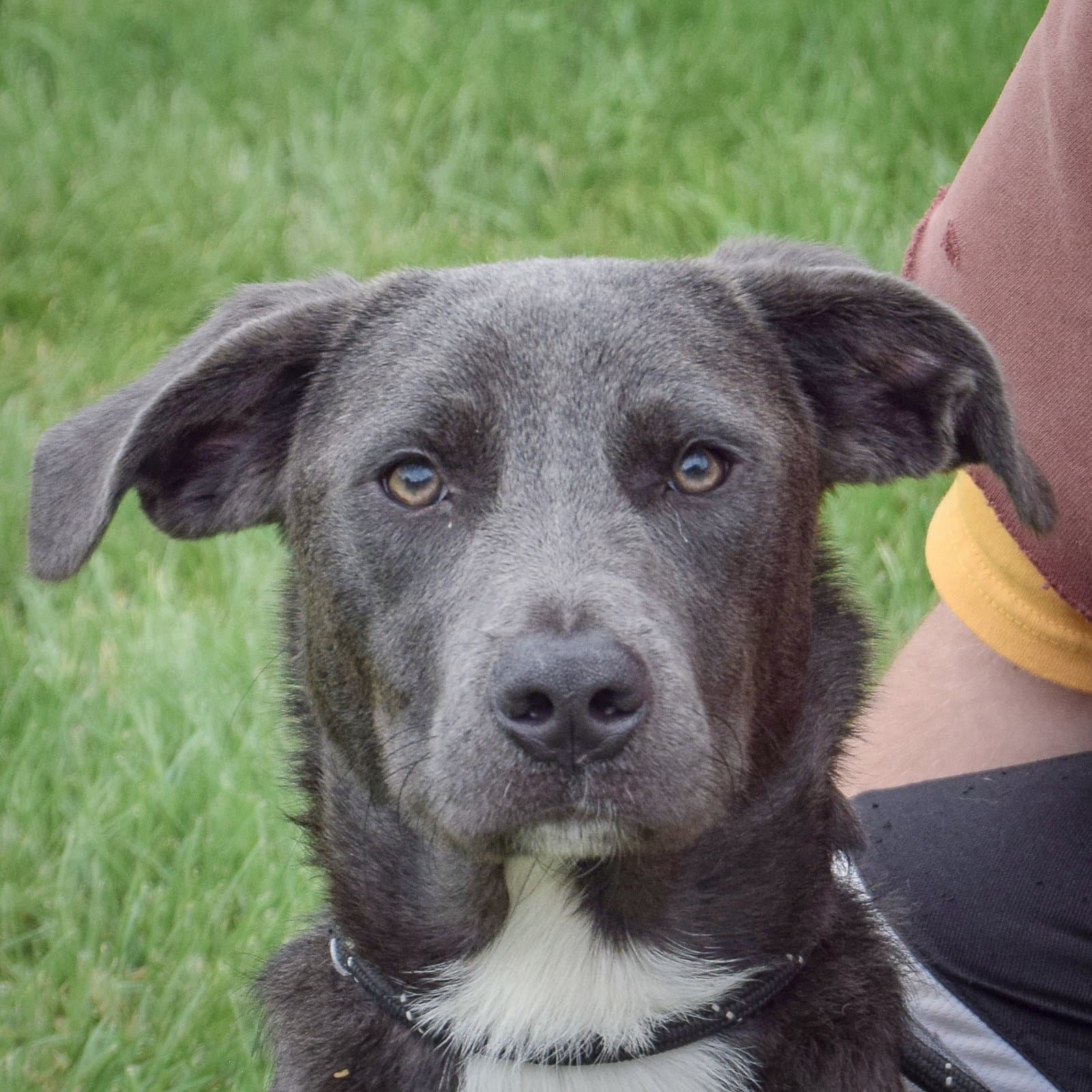 Esteban - Black Labrador Retriever