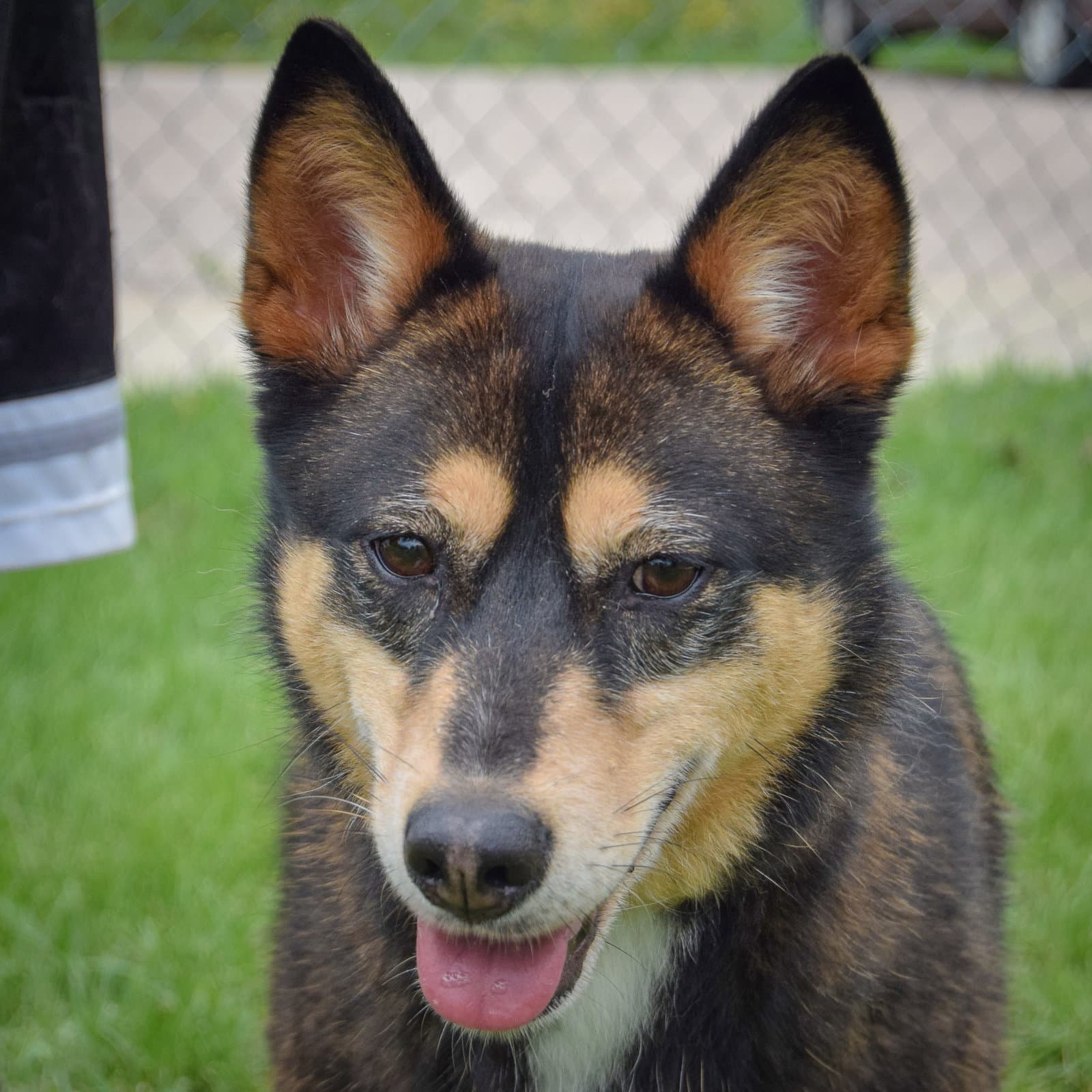 Padme - German Shepherd Dog