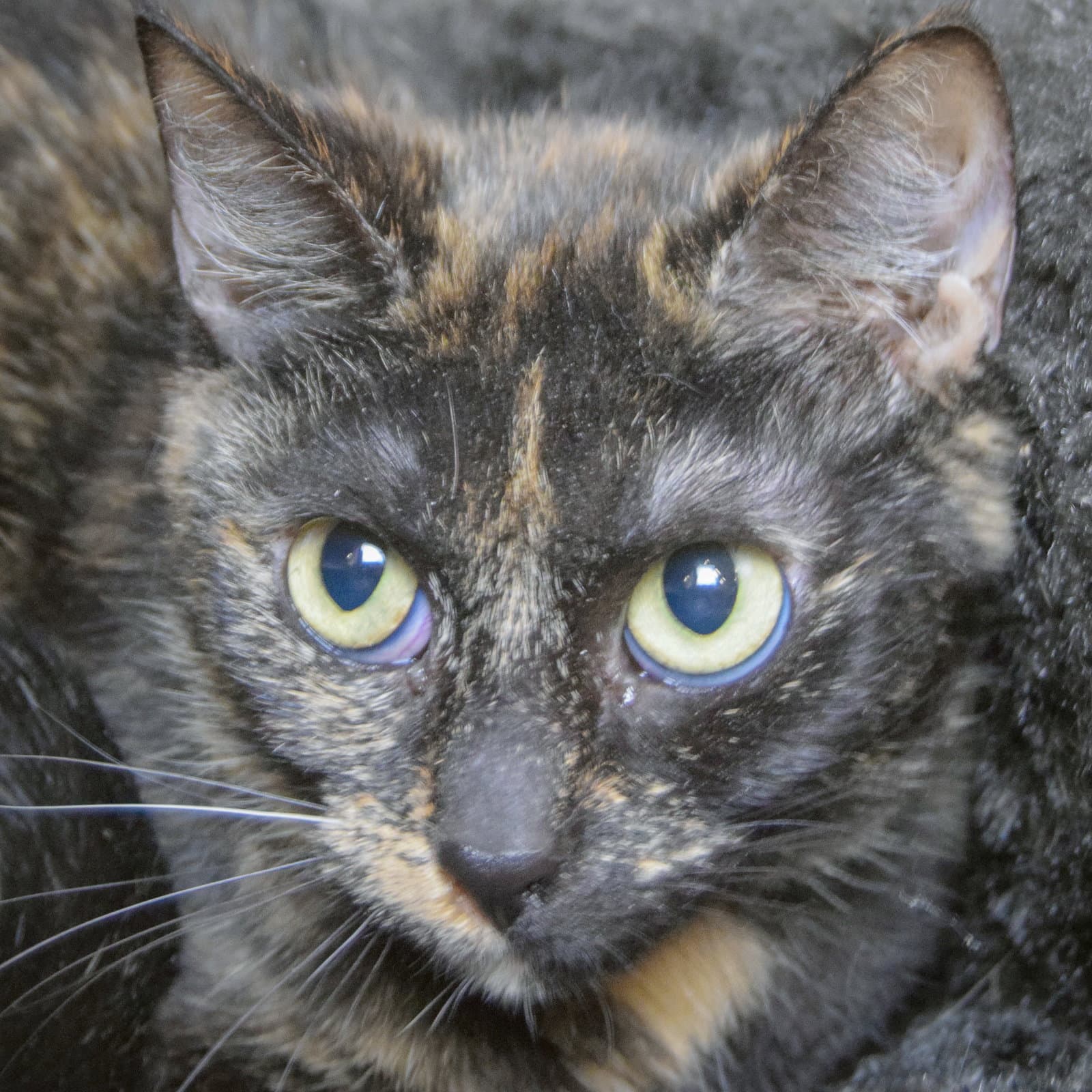 Lily - Tortoiseshell