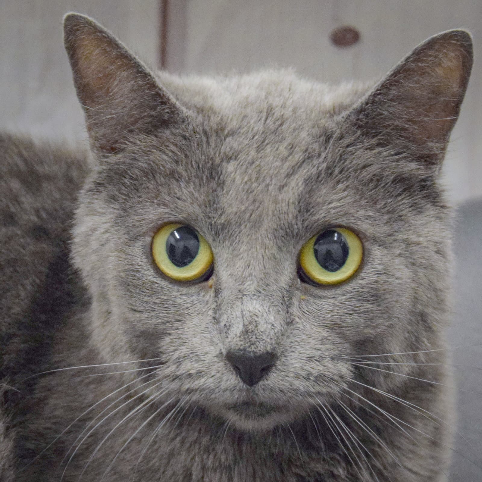 Love - Russian Blue