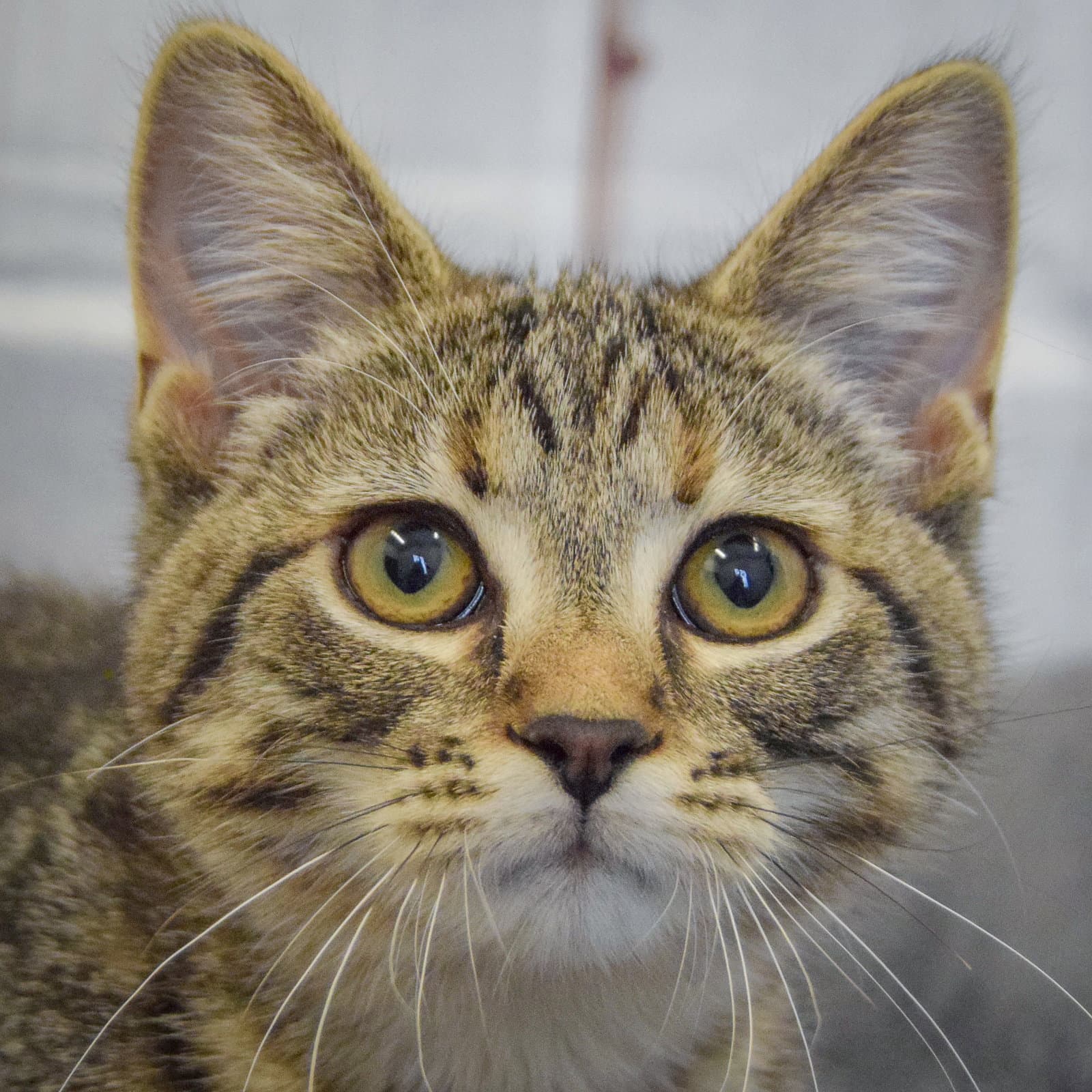 Monet - Tabby