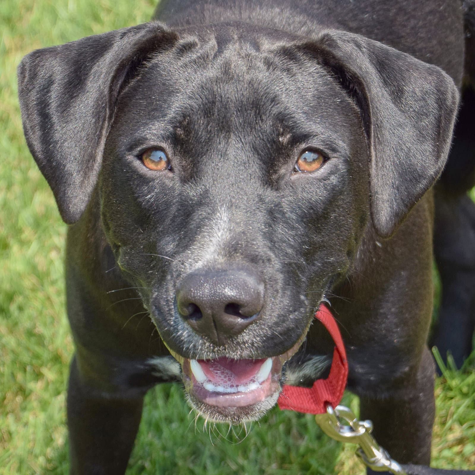 Bodie - Black Labrador Retriever