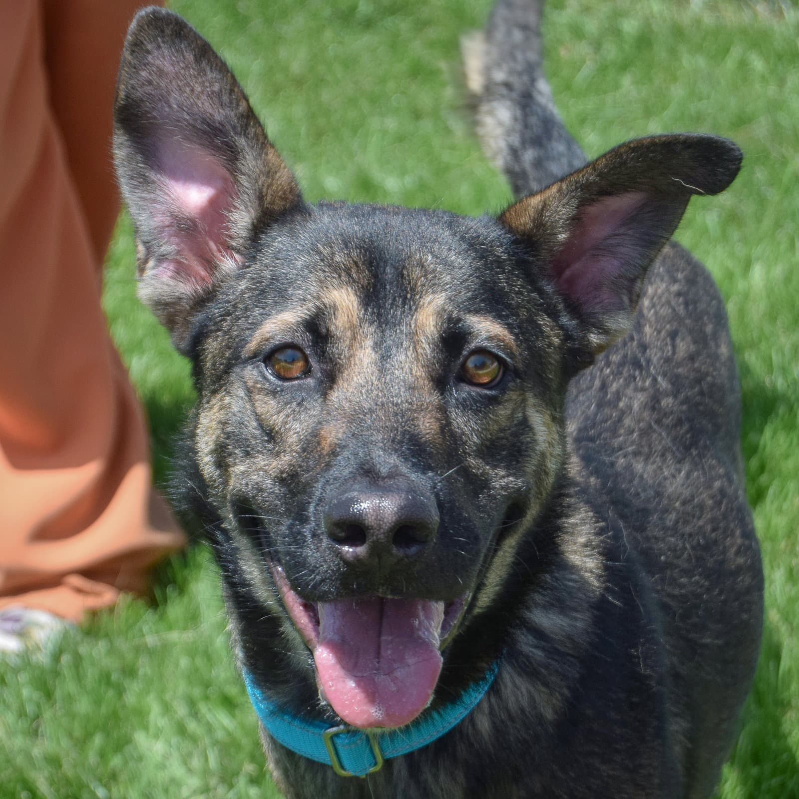 Aro - German Shepherd Dog