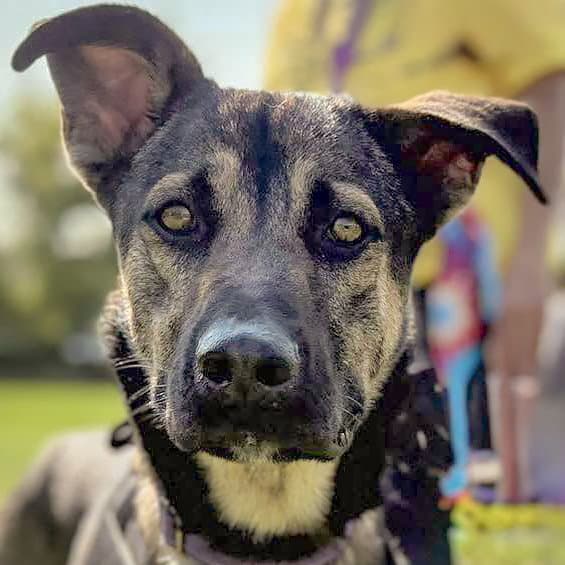 Aro - German Shepherd Dog