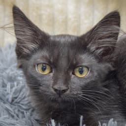Mocha image 1