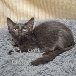 Mocha image 2