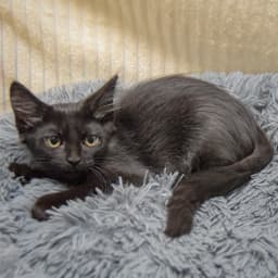 Mocha image 3