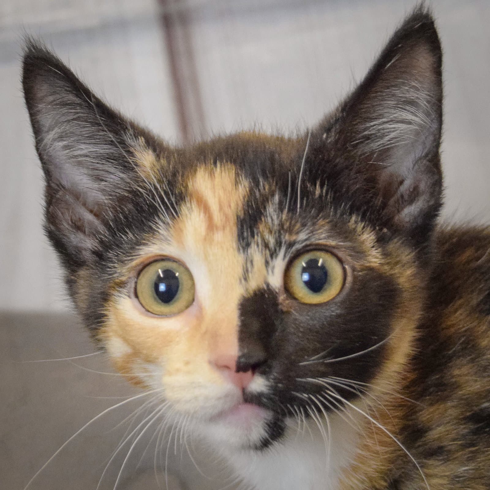 Goldie - Calico