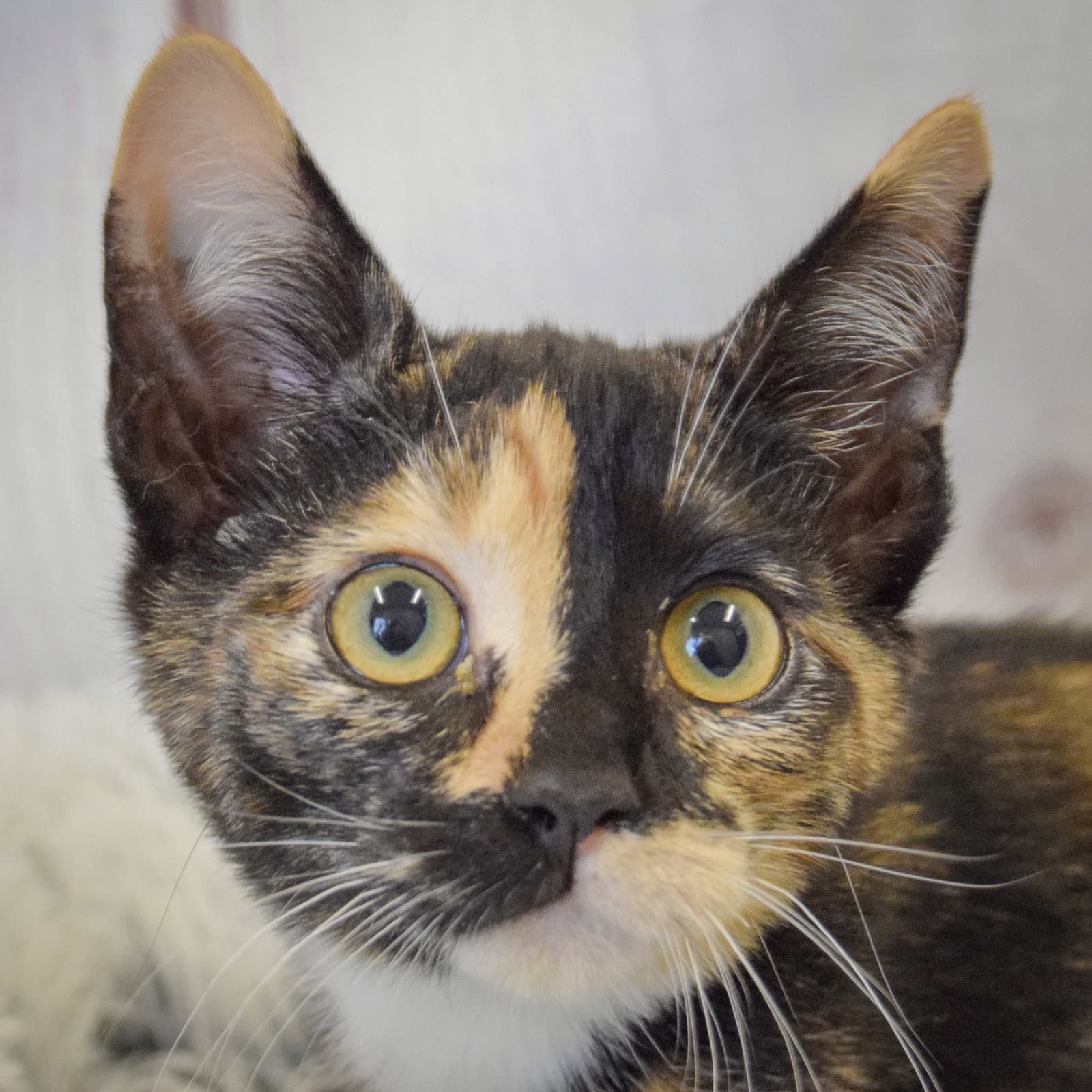Rumi - Calico